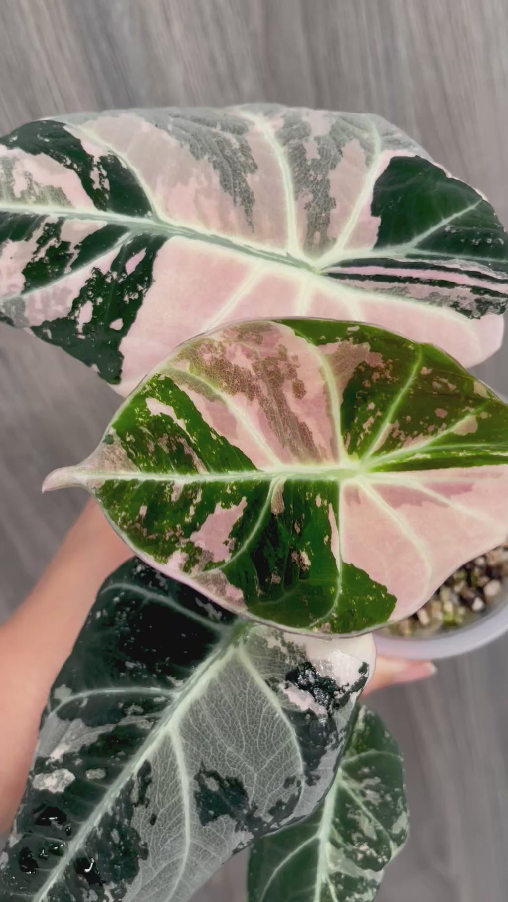 Alocasia Black Velvet Pink A