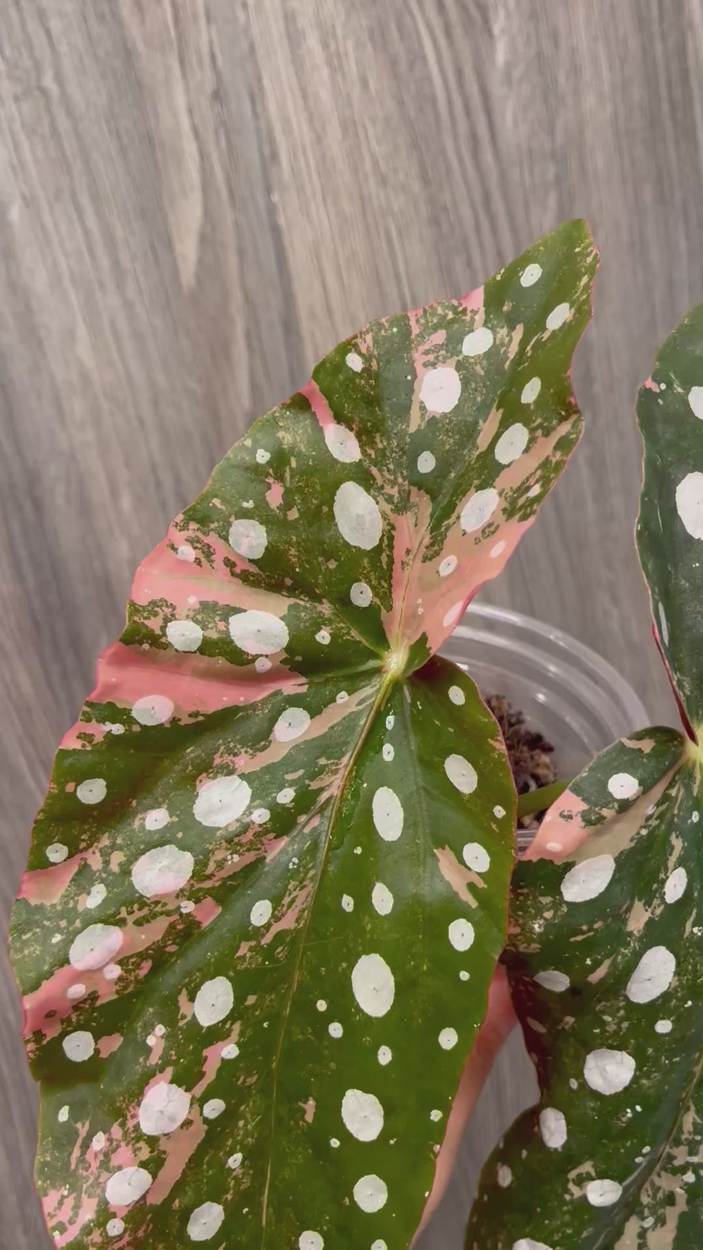 Begonia Maculata Pink B
