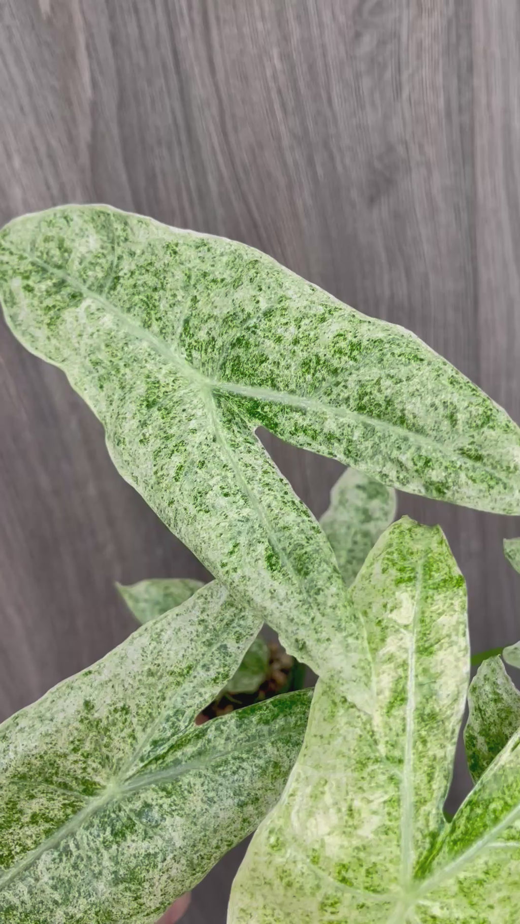Alocasia Longiloba Mint Marble A