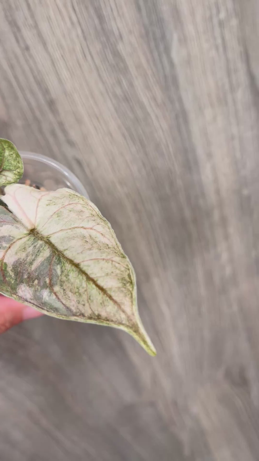Alocasia Azlanii Pink Mint B