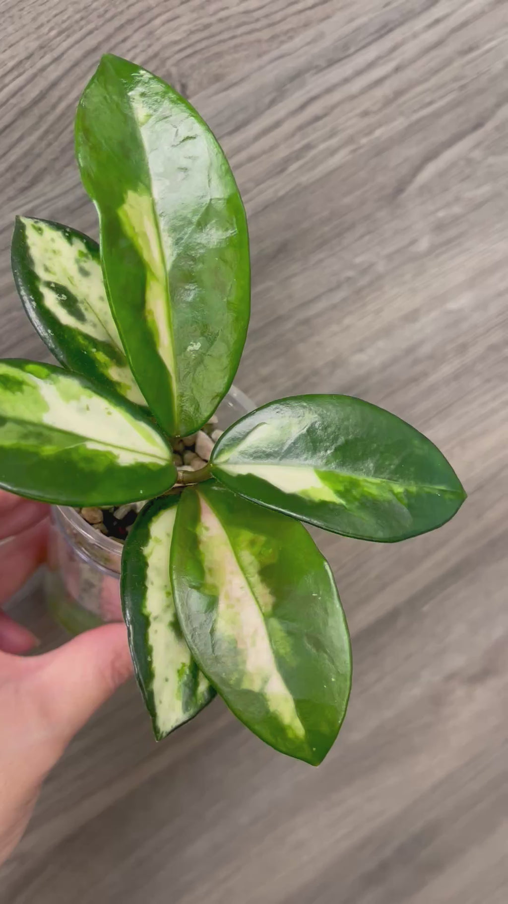 Hoya Madara Green Edge B