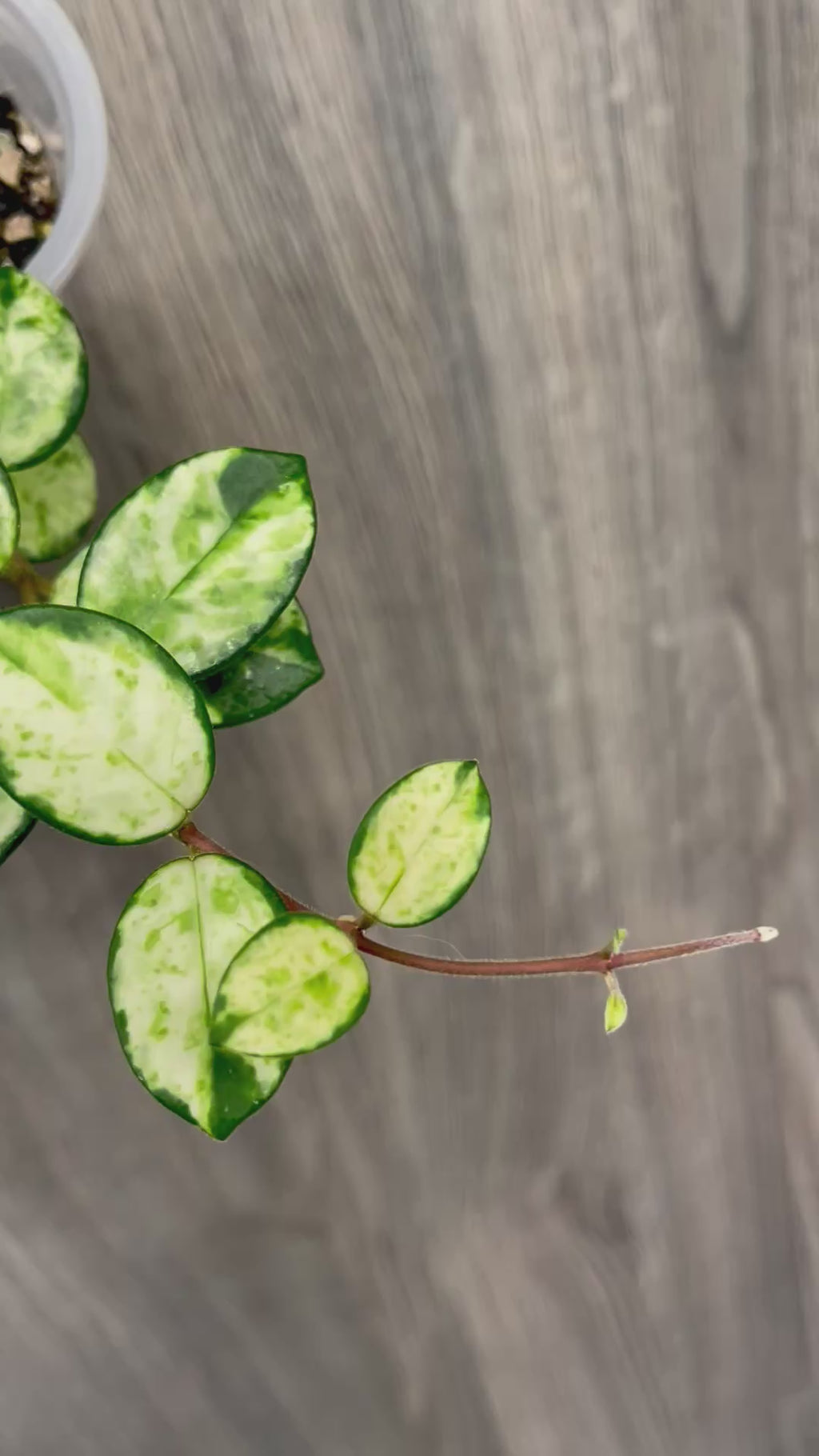 Hoya Mathilde Variegated