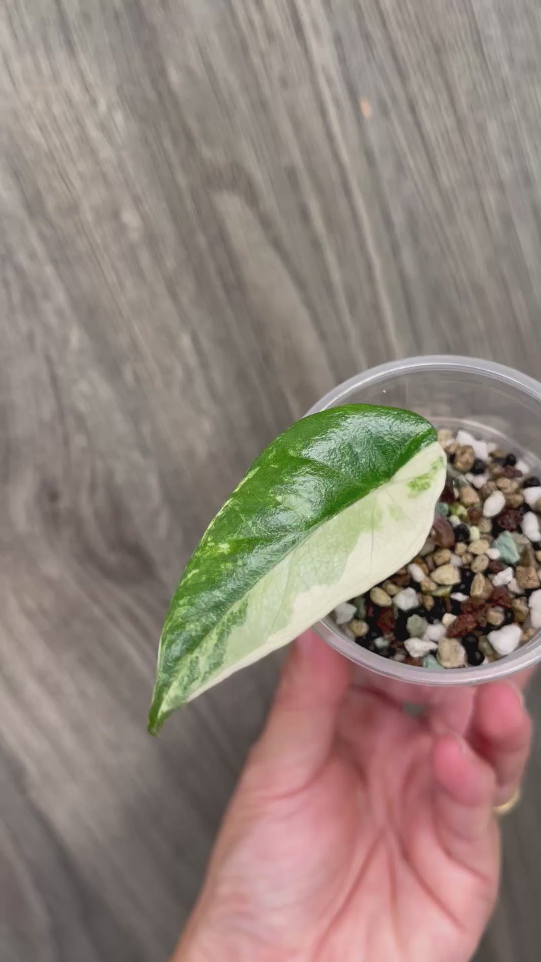 Alocasia Metallic Blue Albo C