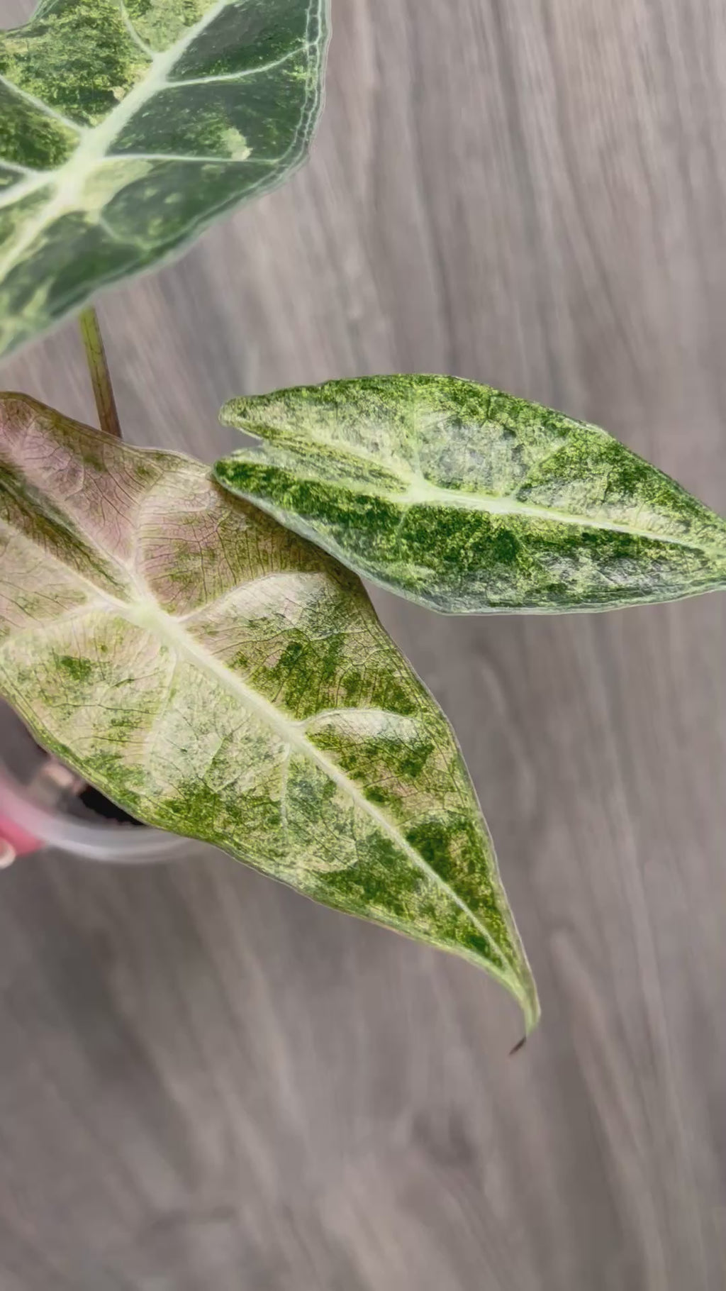 Alocasia Black Satun Pink Stardust