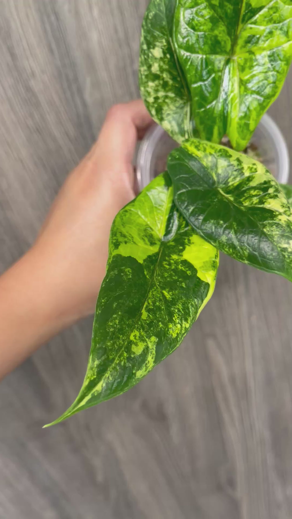Alocasia Scalprum Bright Aurea B