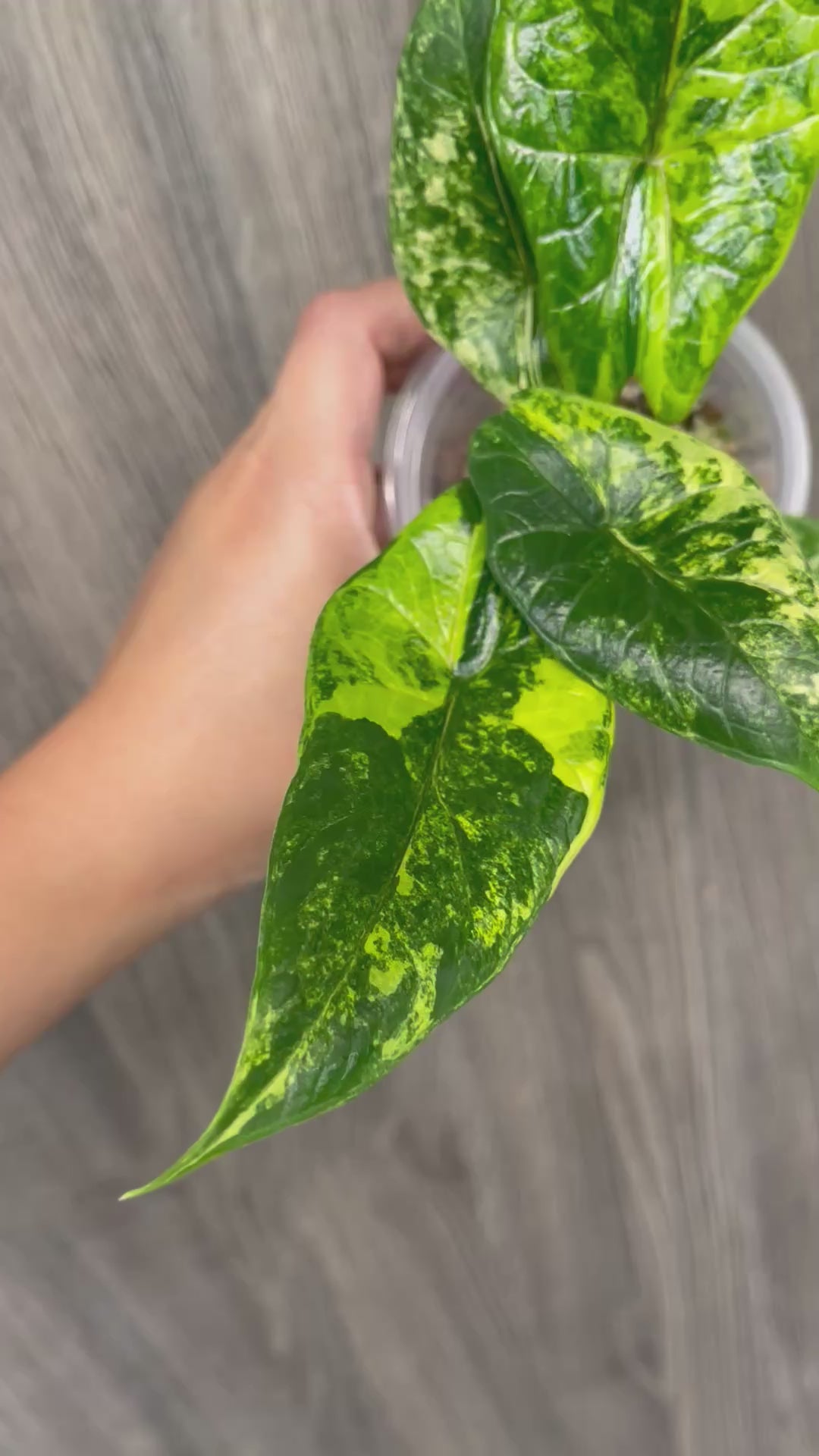 Alocasia Scalprum Bright Aurea B