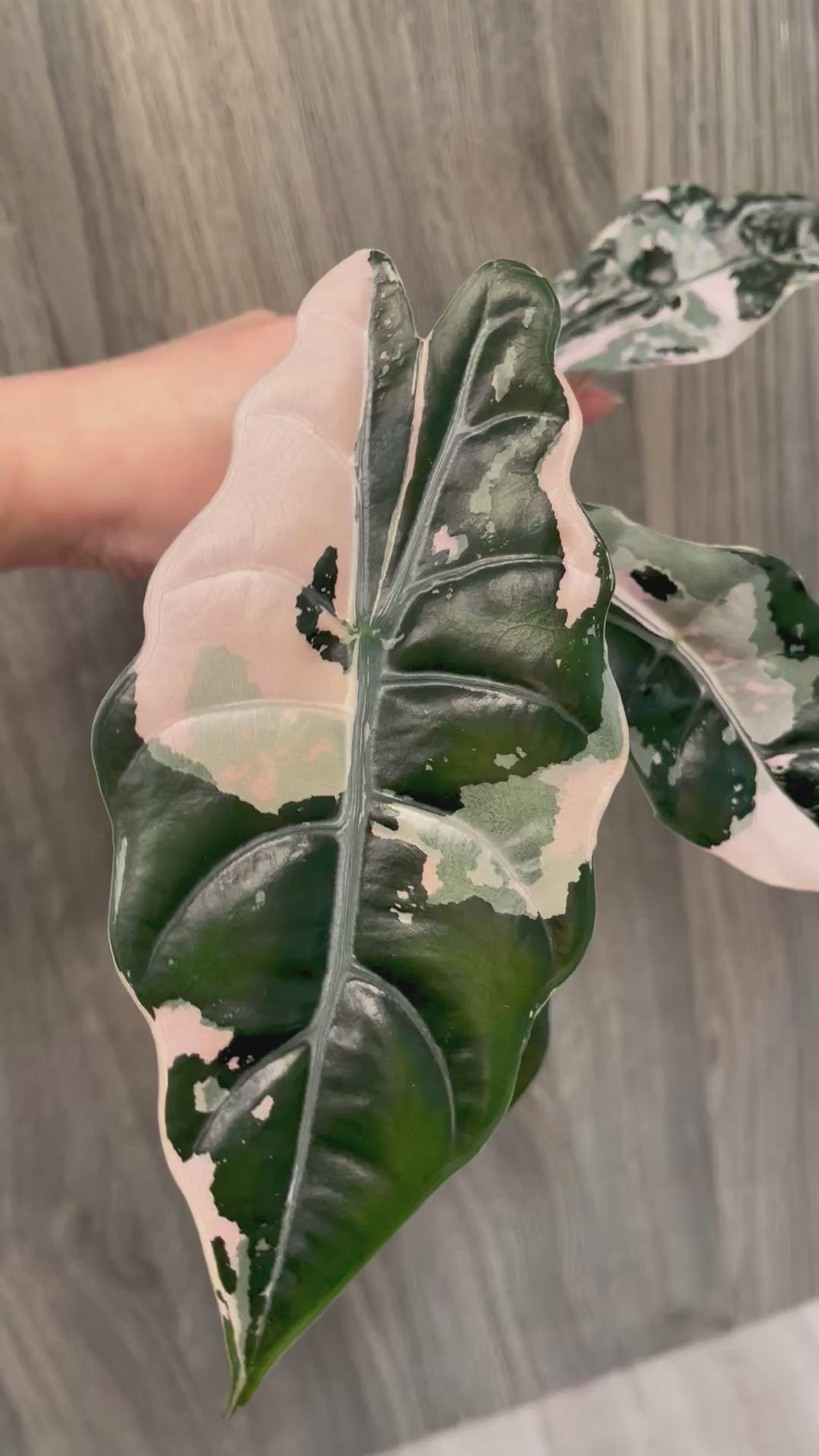 Alocasia Chantrieri Pink