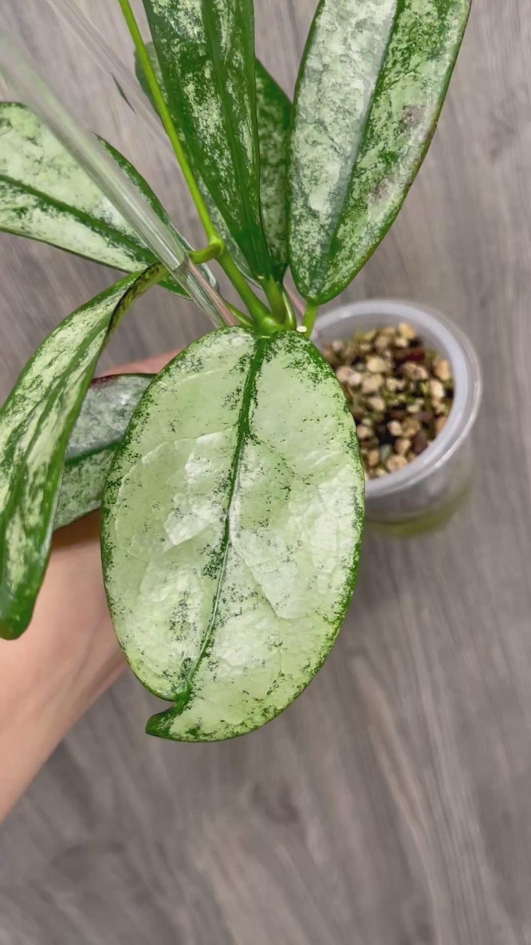 Hoya Buntokensis Purnama