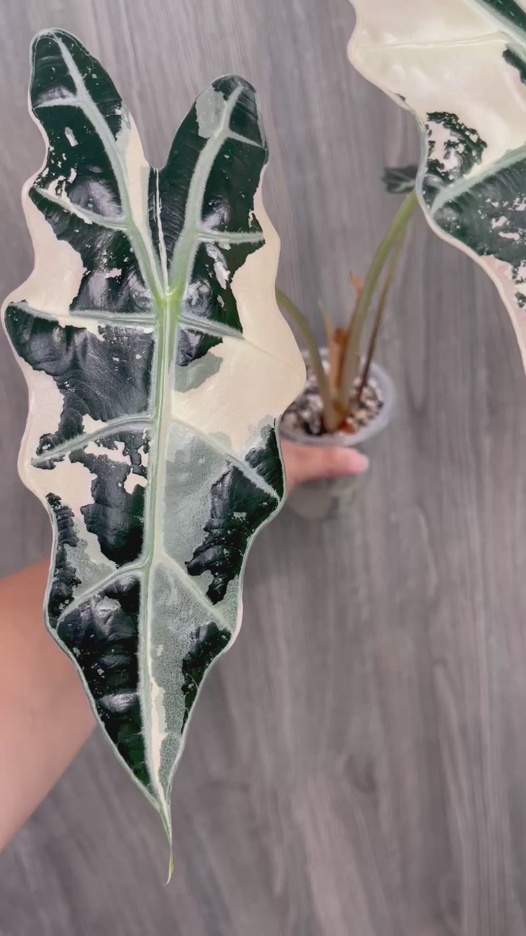 Alocasia Sanderiana Bull Pink B