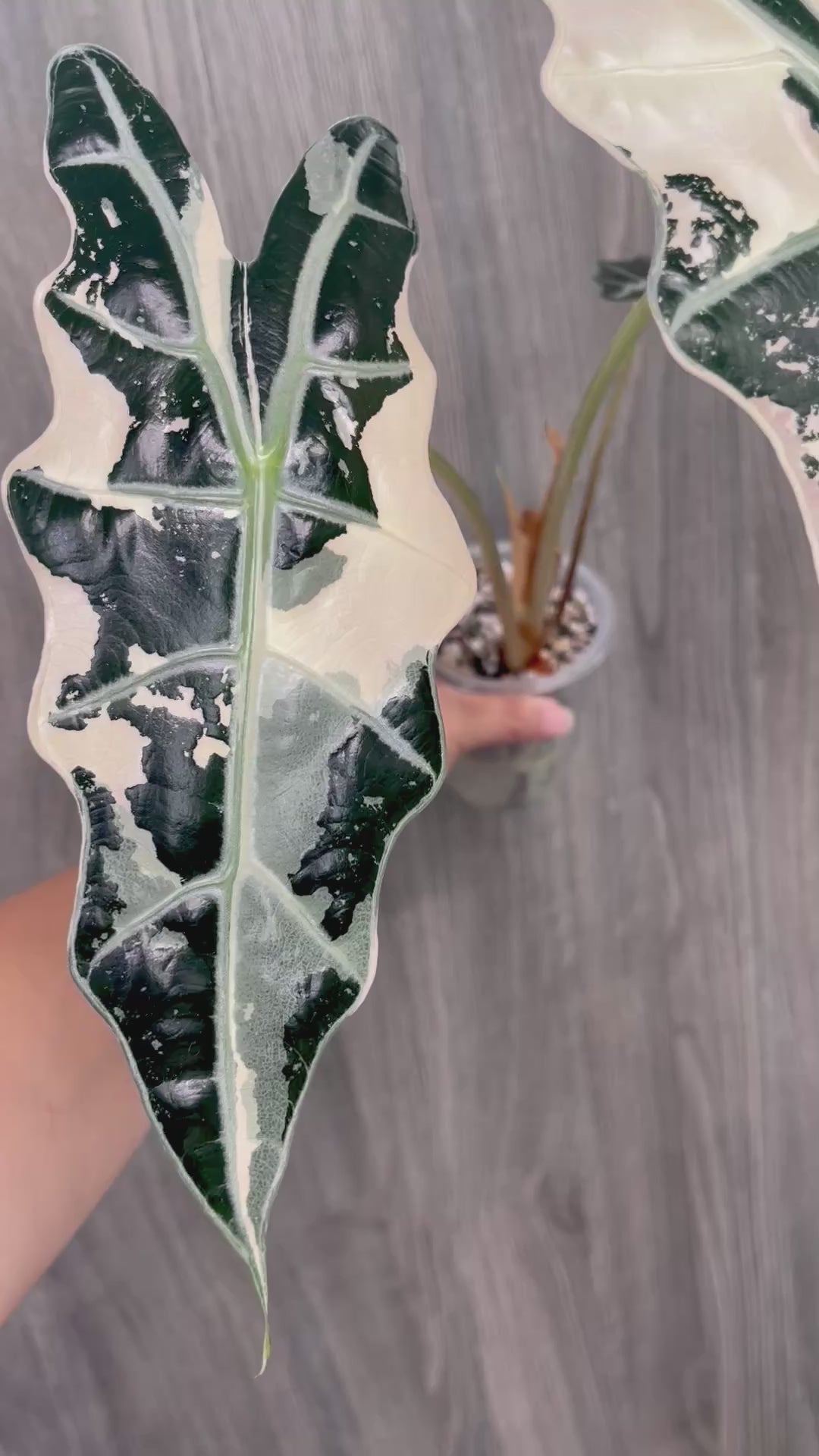 Alocasia Sanderiana Bull Pink B