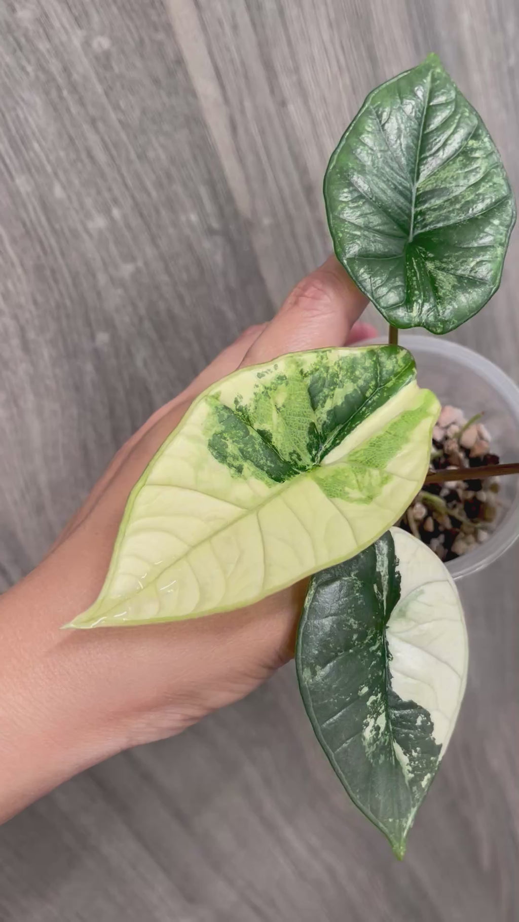 Alocasia Bisma Platinum Albo Mint B