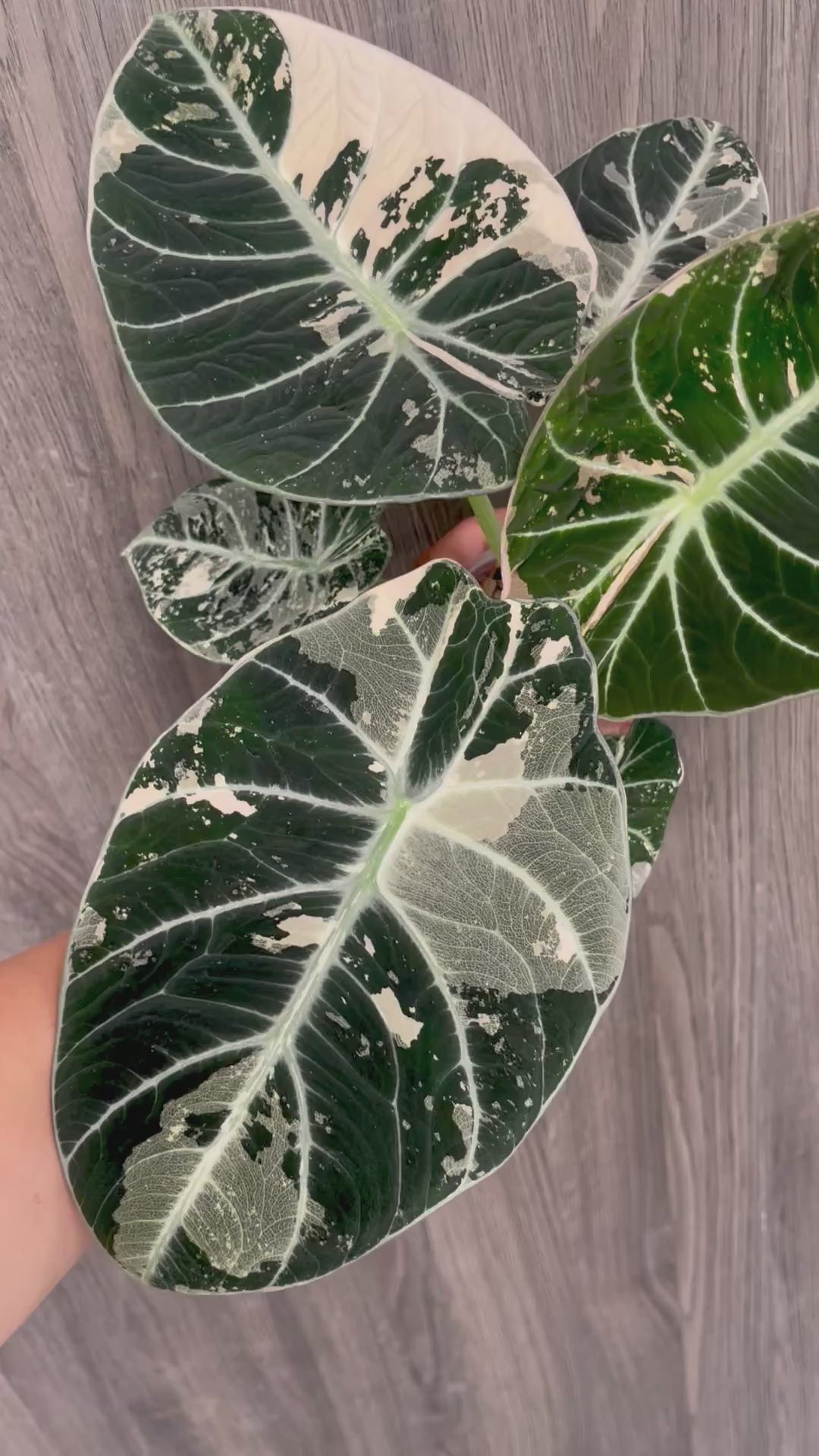 Alocasia Black Velvet Albo B