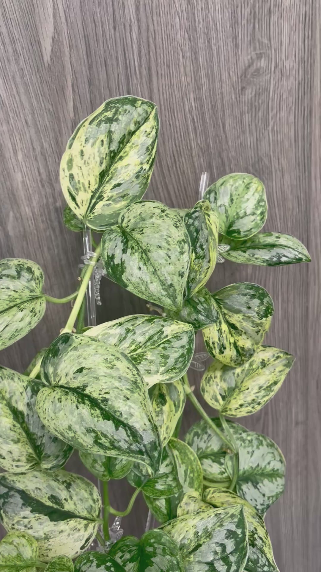 Scindapsus Peasun
