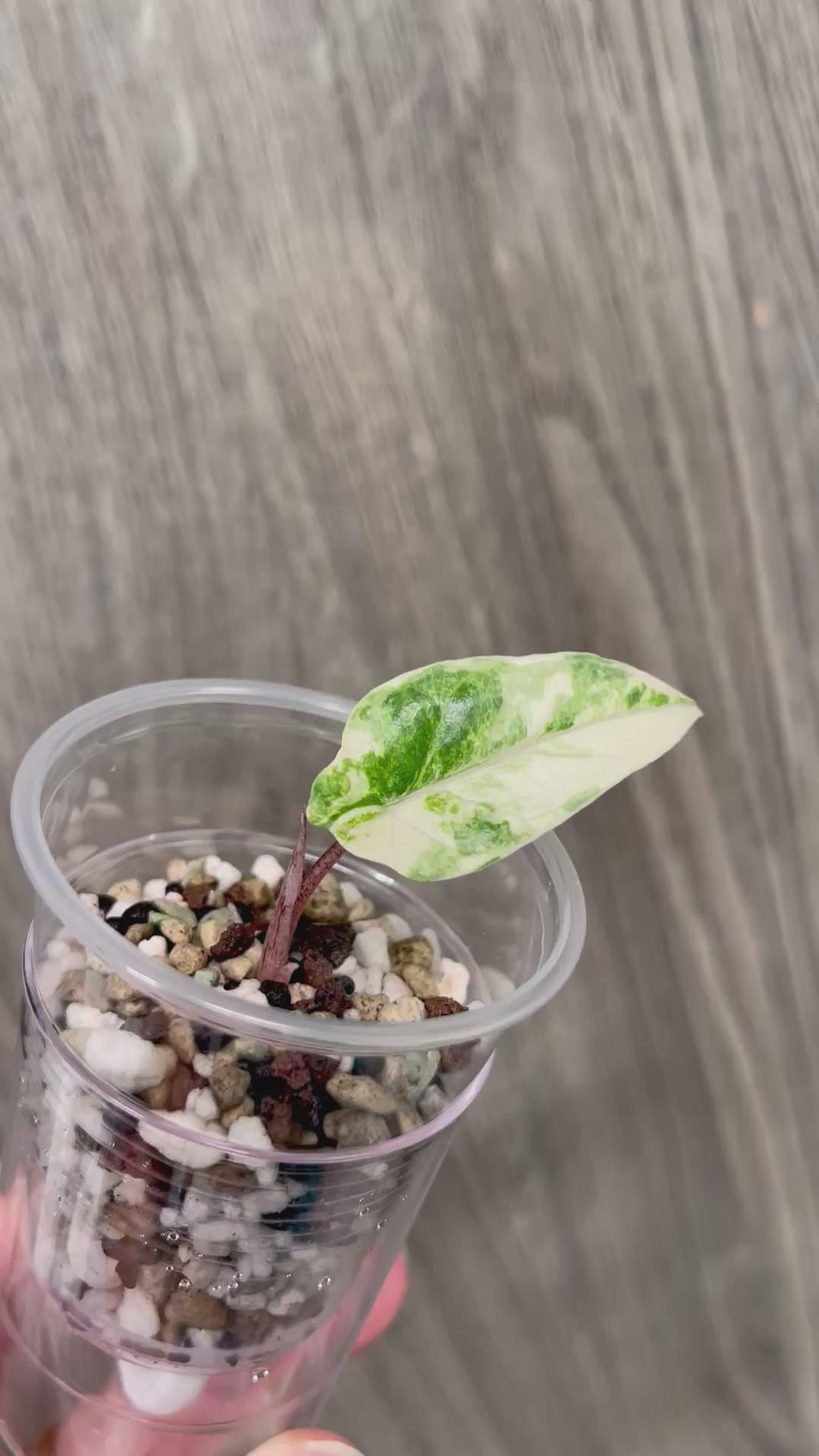 Alocasia Metallic Blue Albo A