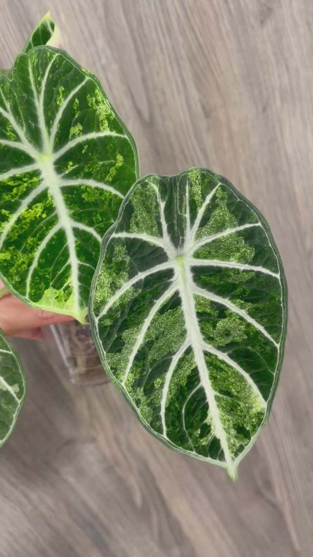 Alocasia Ninja Splash