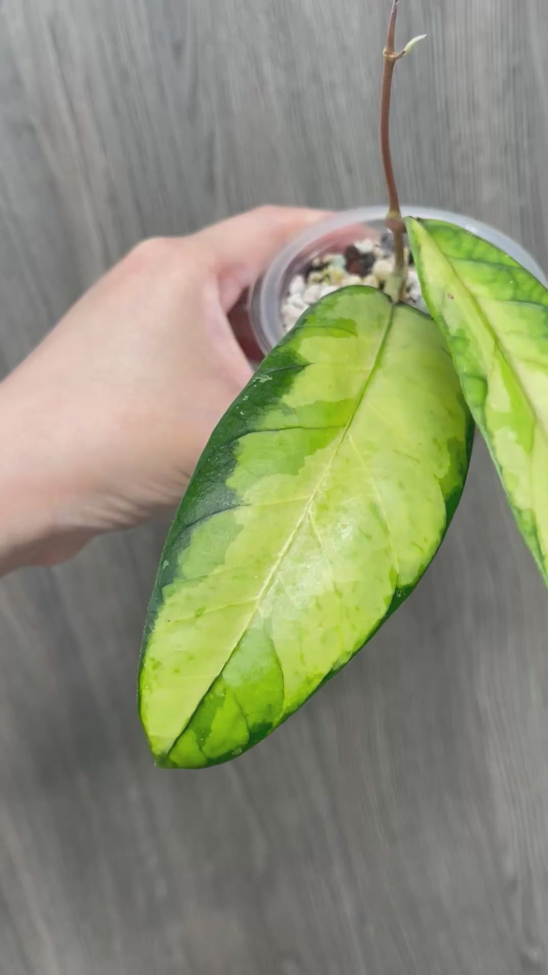 Hoya Ladia Galaska Sp Aceh