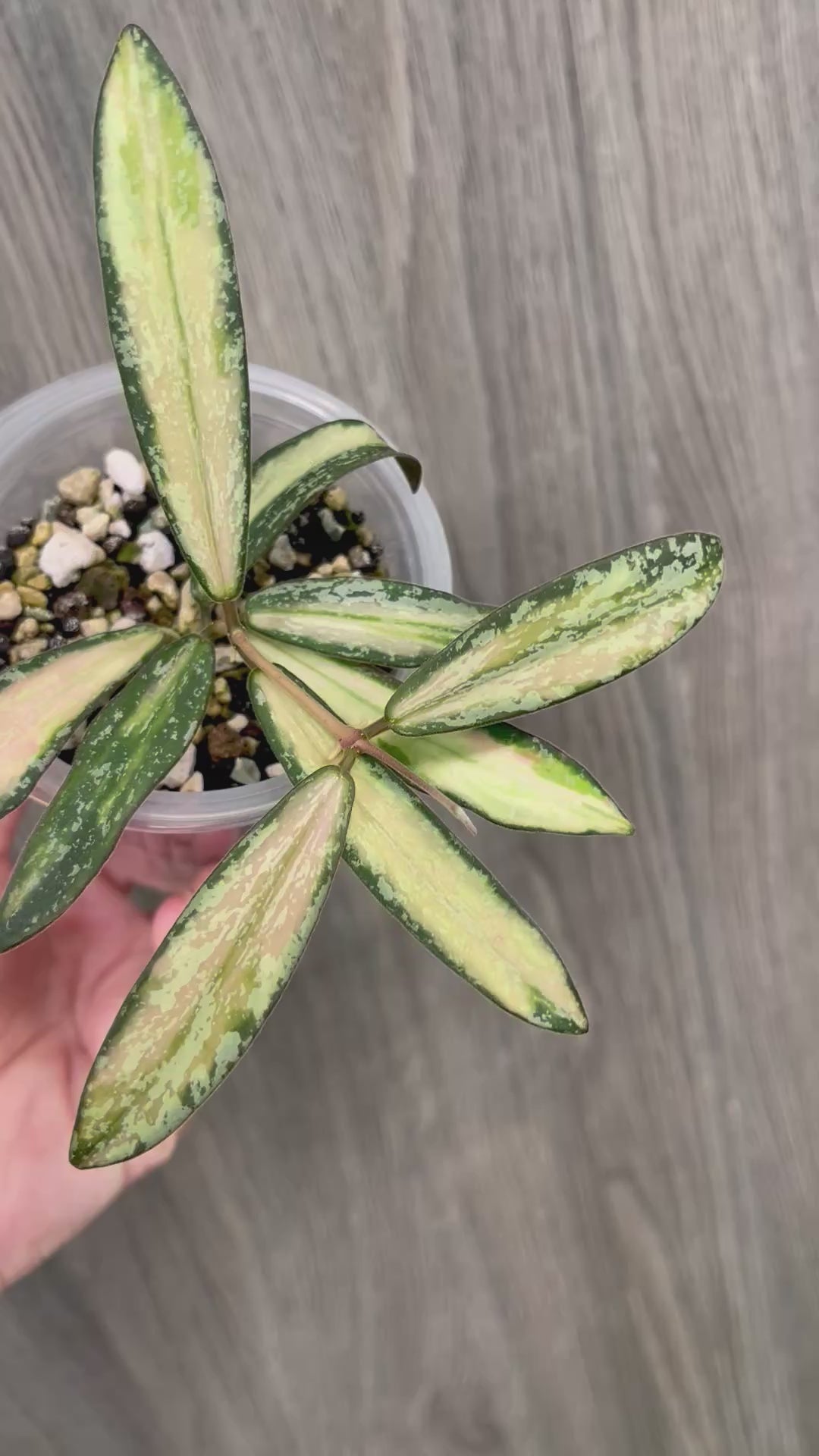 Hoya Sigillatis Inner Variegated C