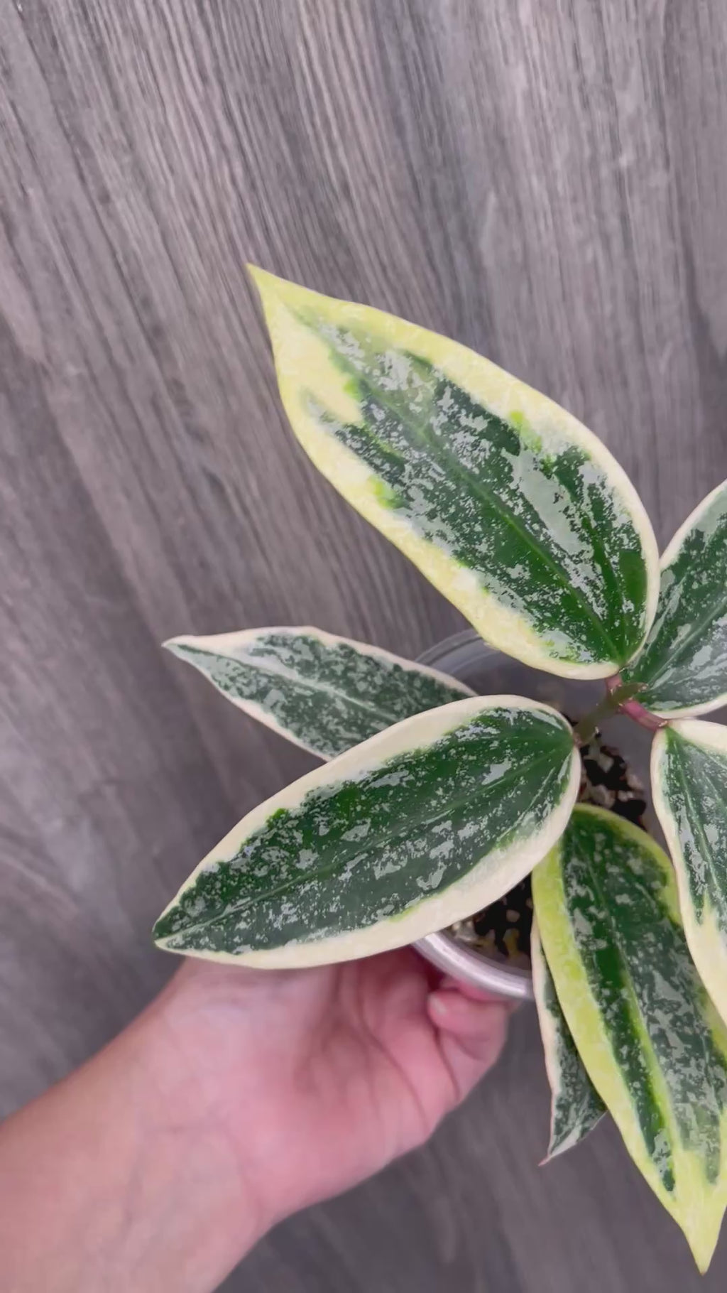 Hoya Rangsan Albo Splash
