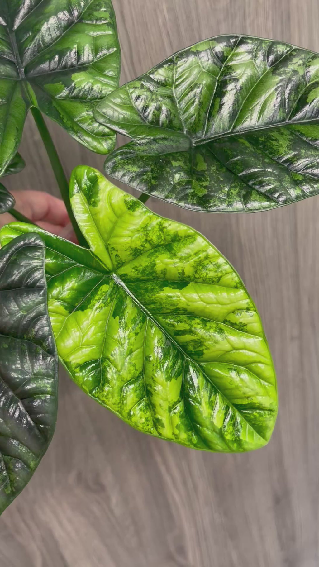 Alocasia Sinuata Green on Green