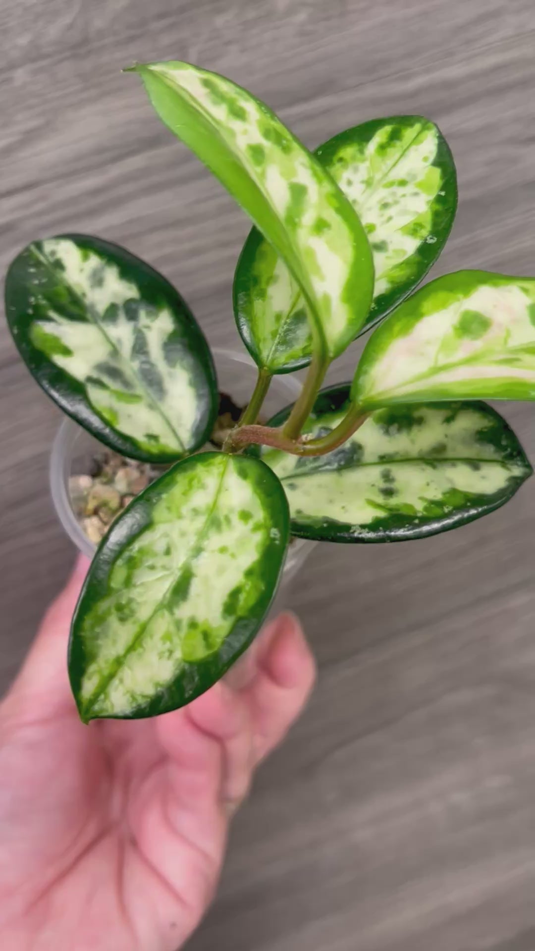 Hoya Madara Green Edge A