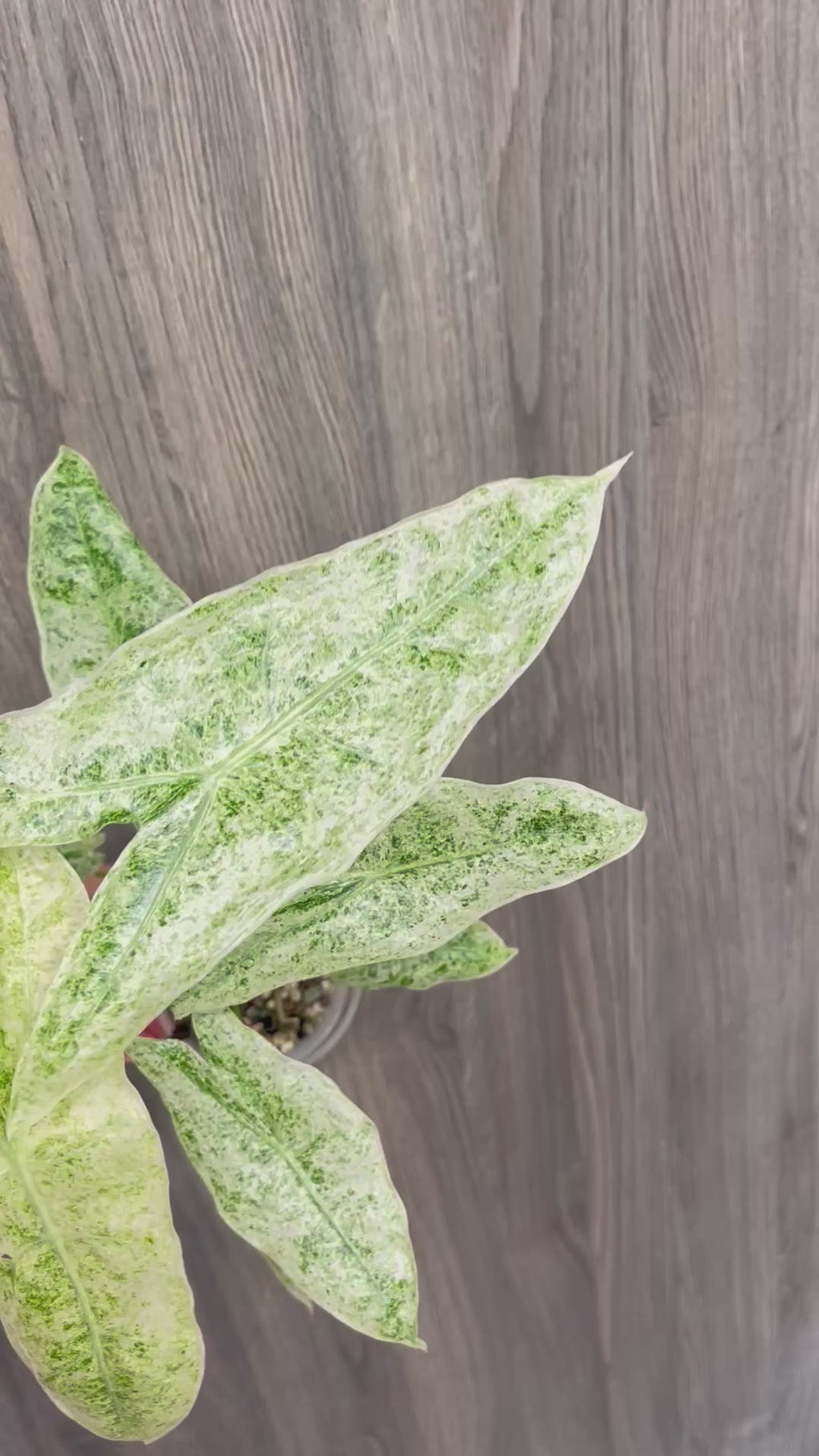Alocasia Longiloba Mint Marble D
