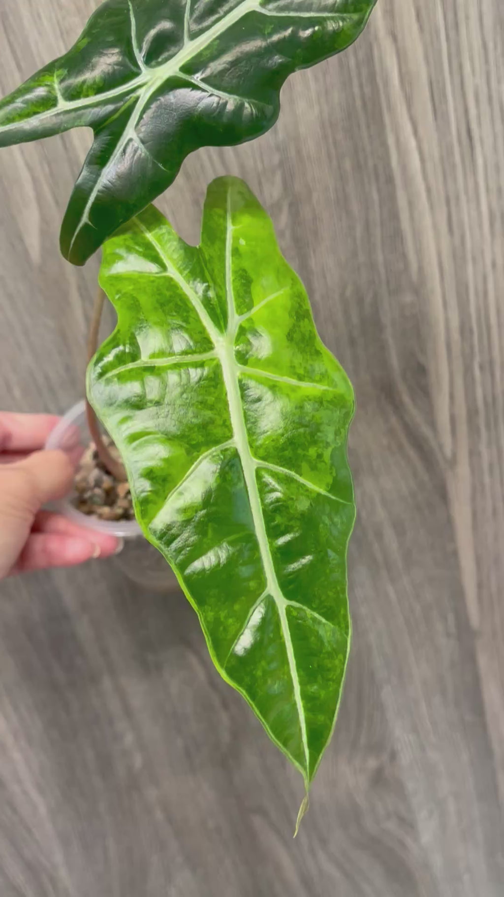 Alocasia Sanderiana Bull Aurea