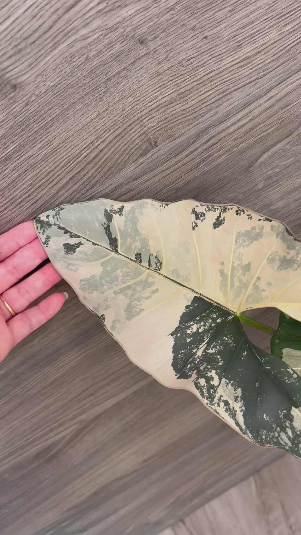 Alocasia Scabriuscula Pink Albo B