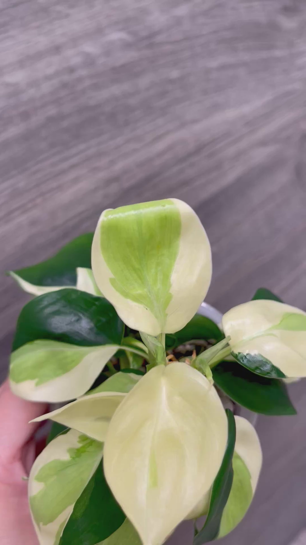 Philodendron Gabby