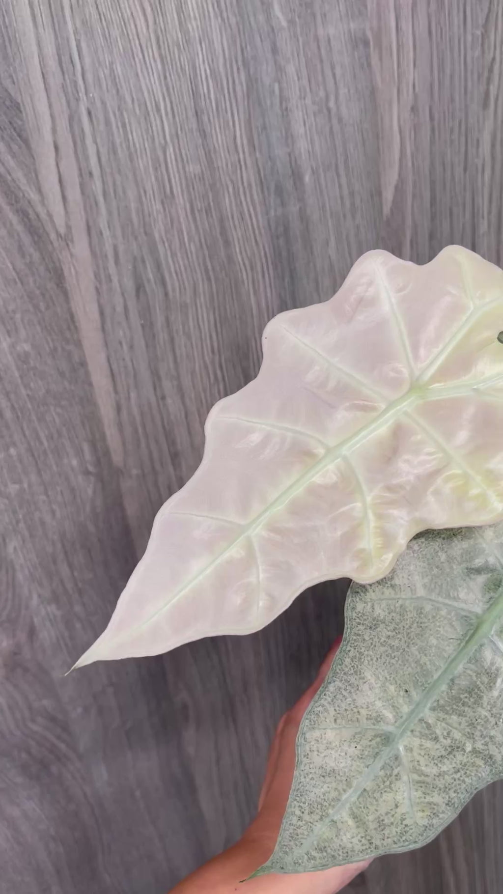 Alocasia Polly Pink Ghost