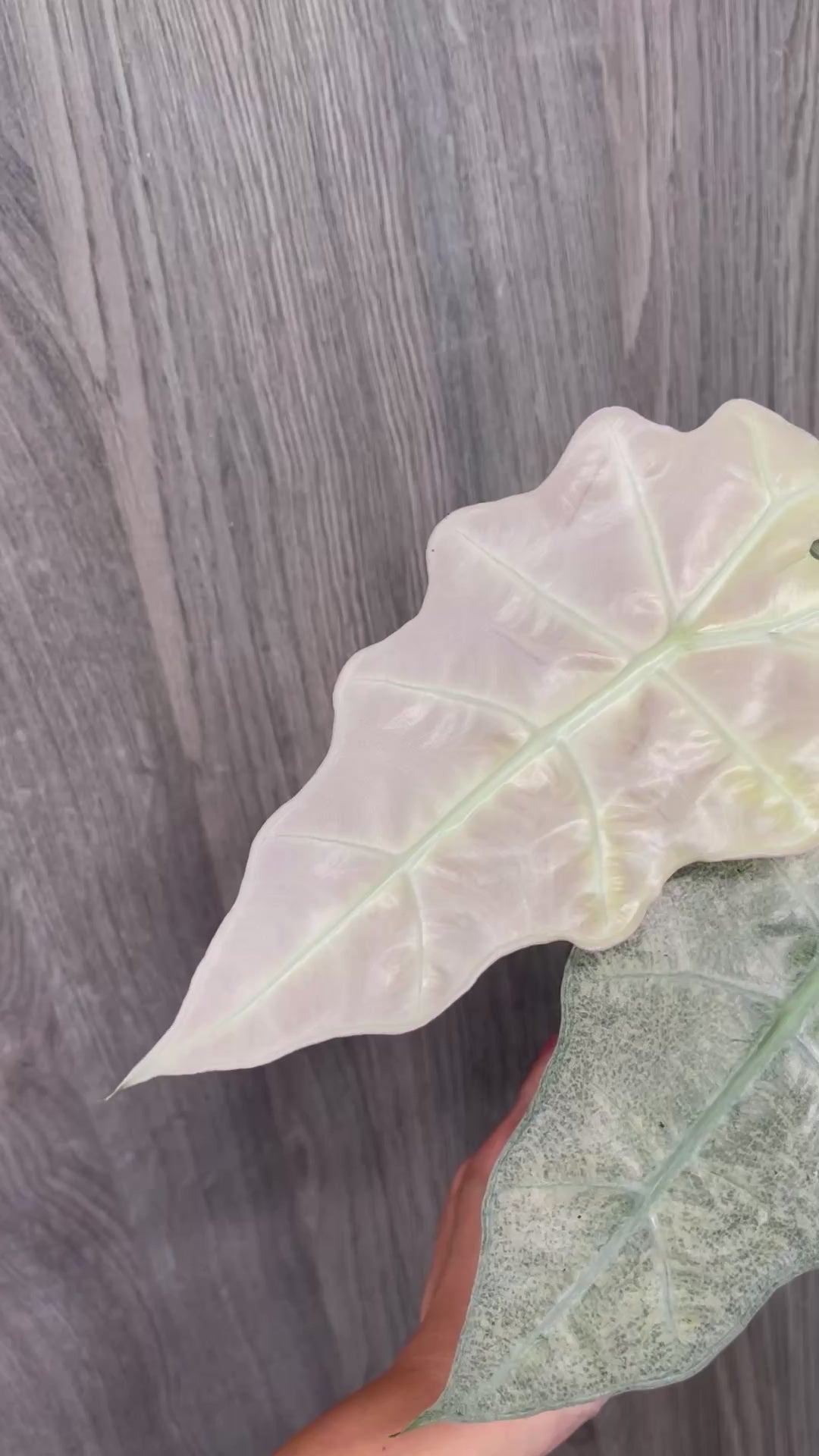Alocasia Polly Pink Ghost
