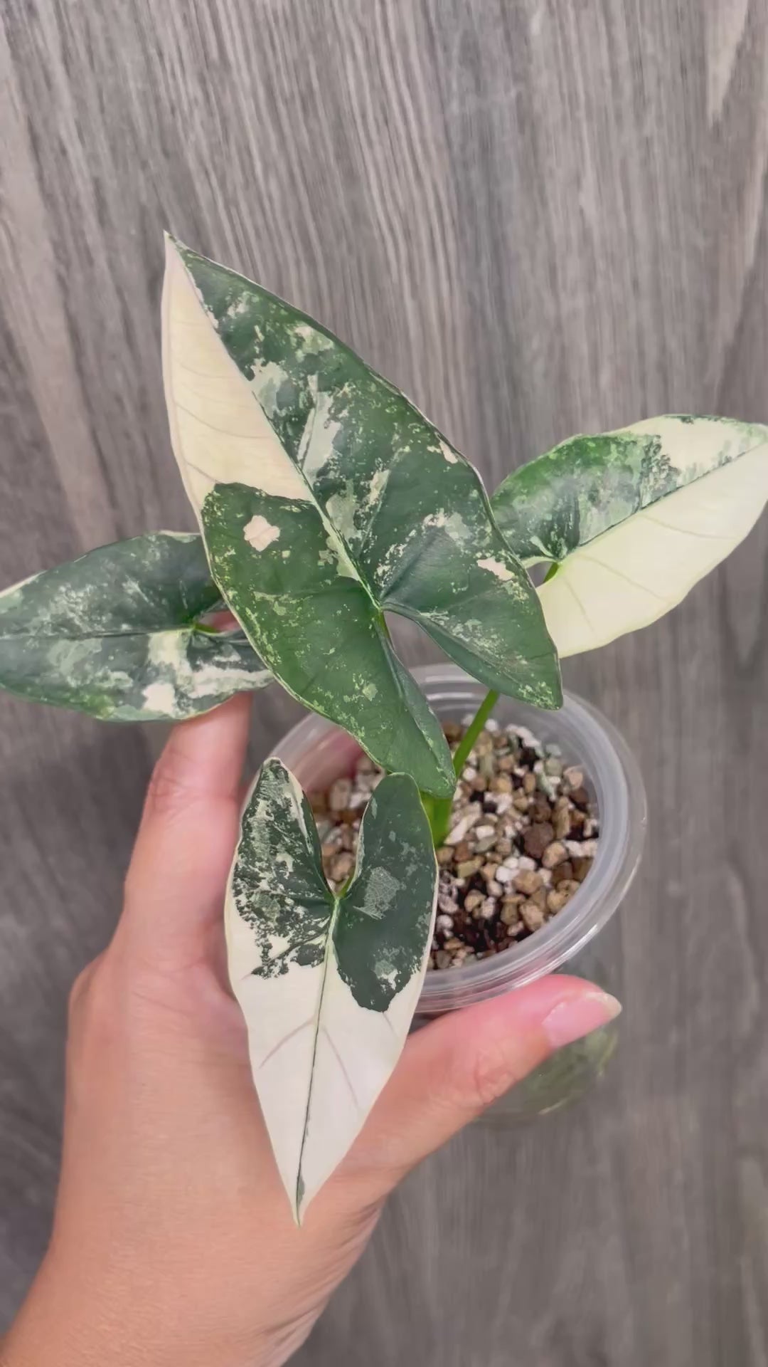 Alocasia Scabriuscula Pink Albo