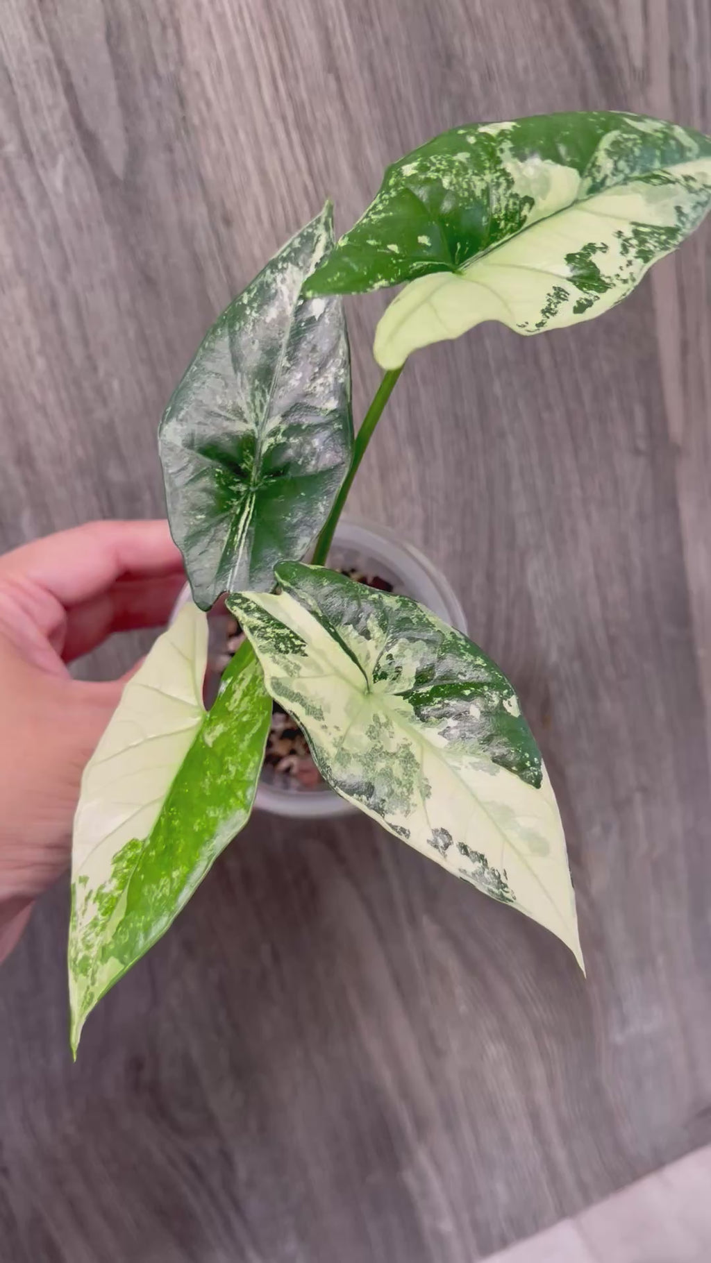 Alocasia Simpo Albo B