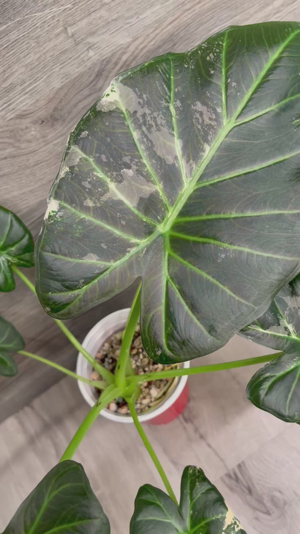 Alocasia Regal Shield Albo