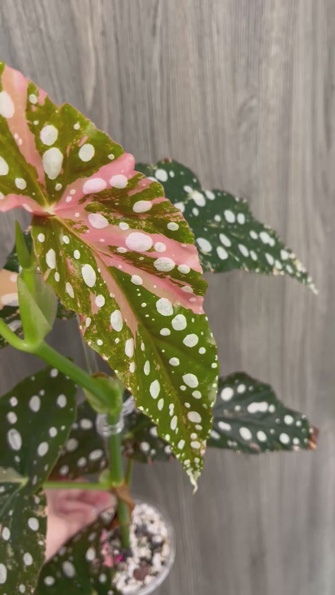 Begonia Maculata Pink B