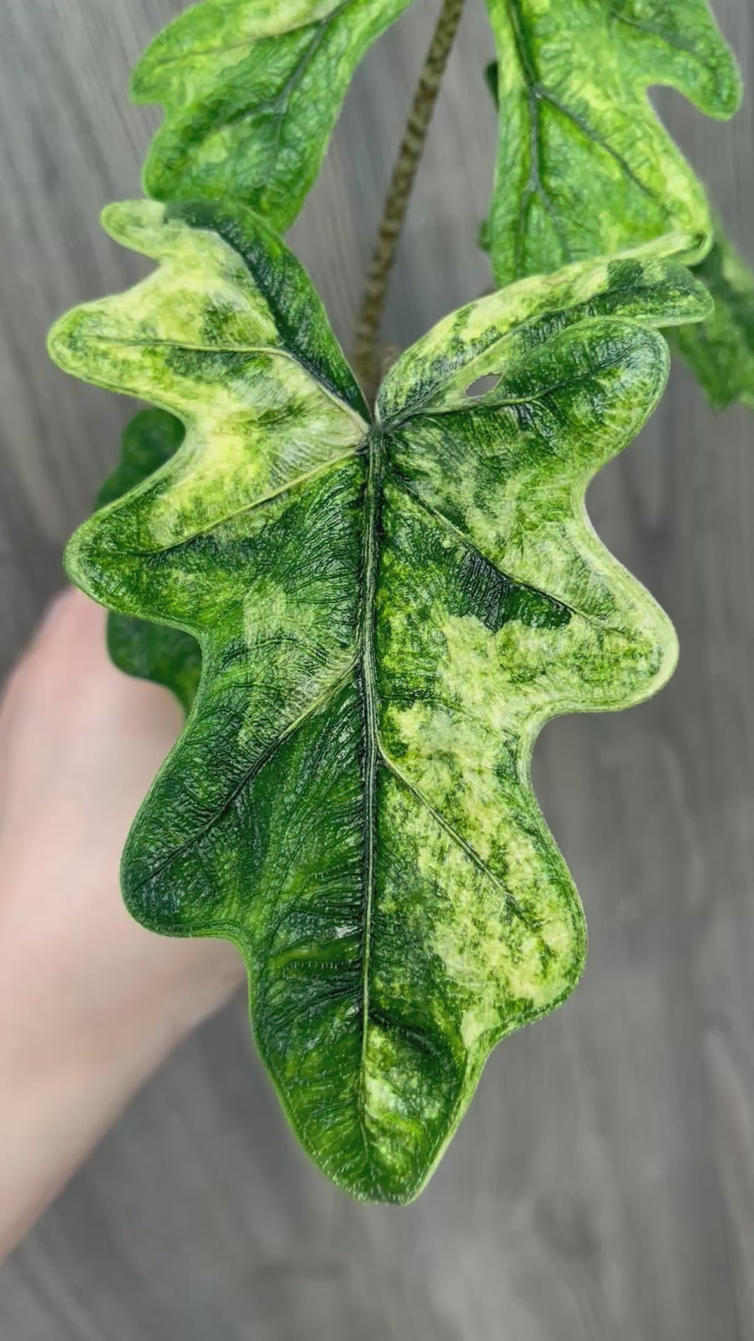 Alocasia Jacklyn Mystic