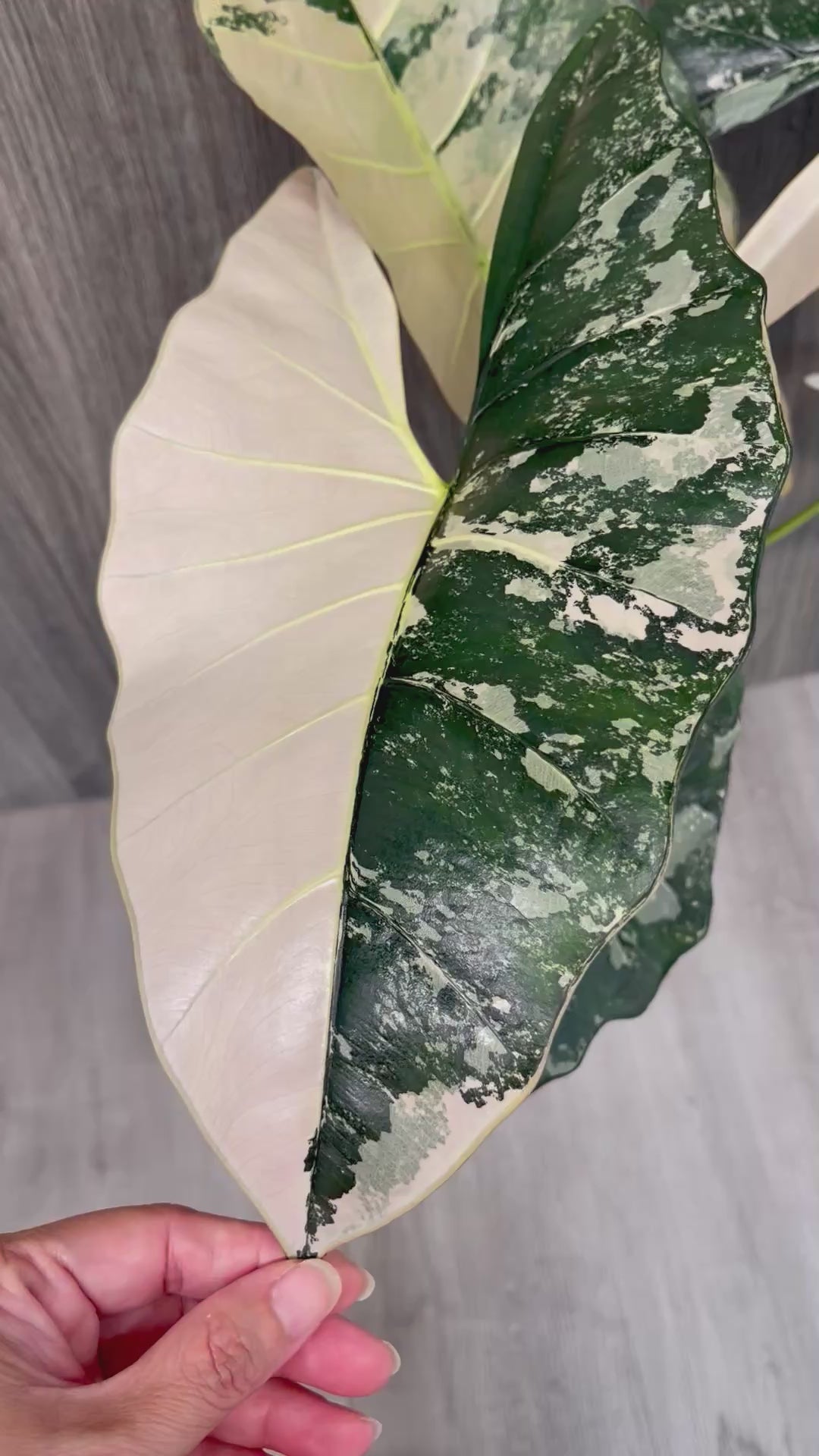 Alocasia Scabriuscula Pink Albo C