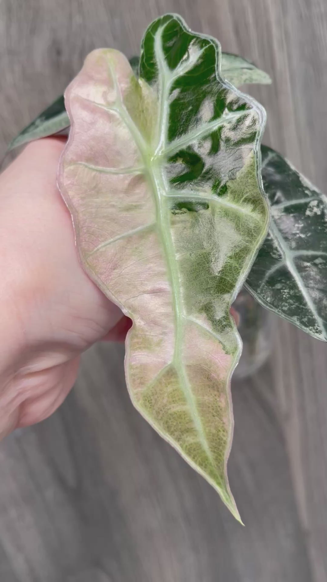 Alocasia Polly Pink Albo Mint A