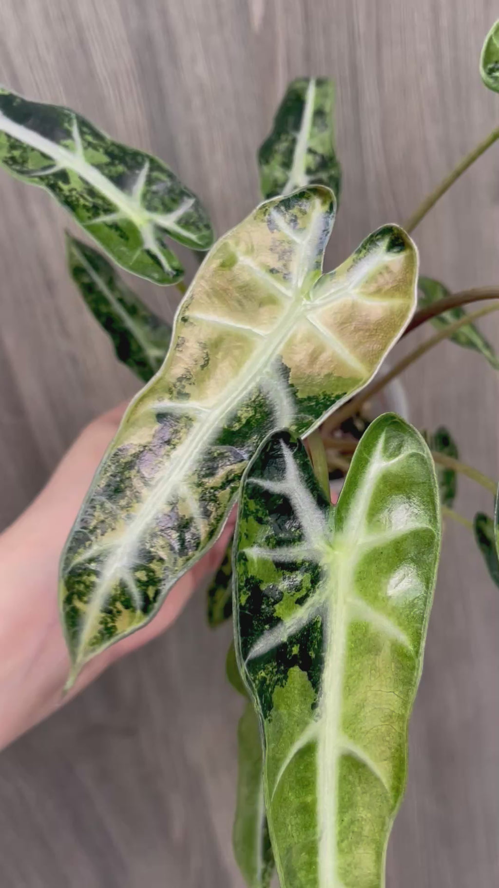 Alocasia Bambino Yellow Indo A
