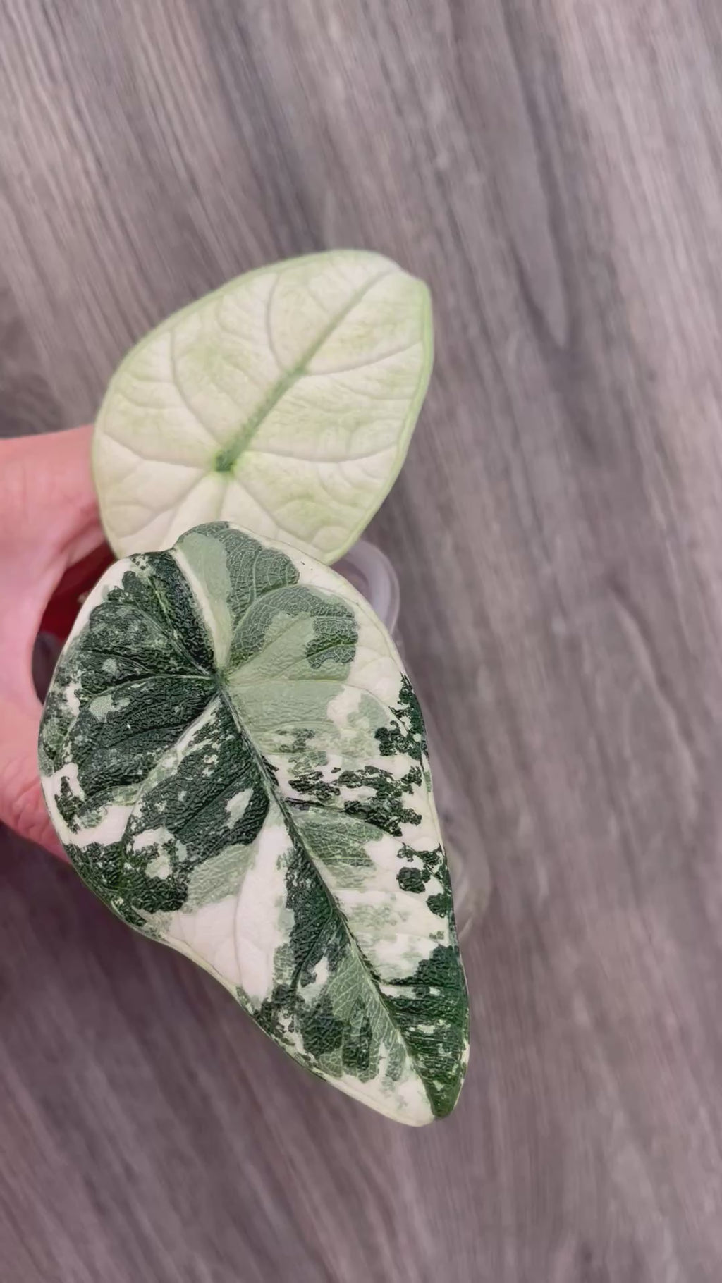 Alocasia Melo Mint A