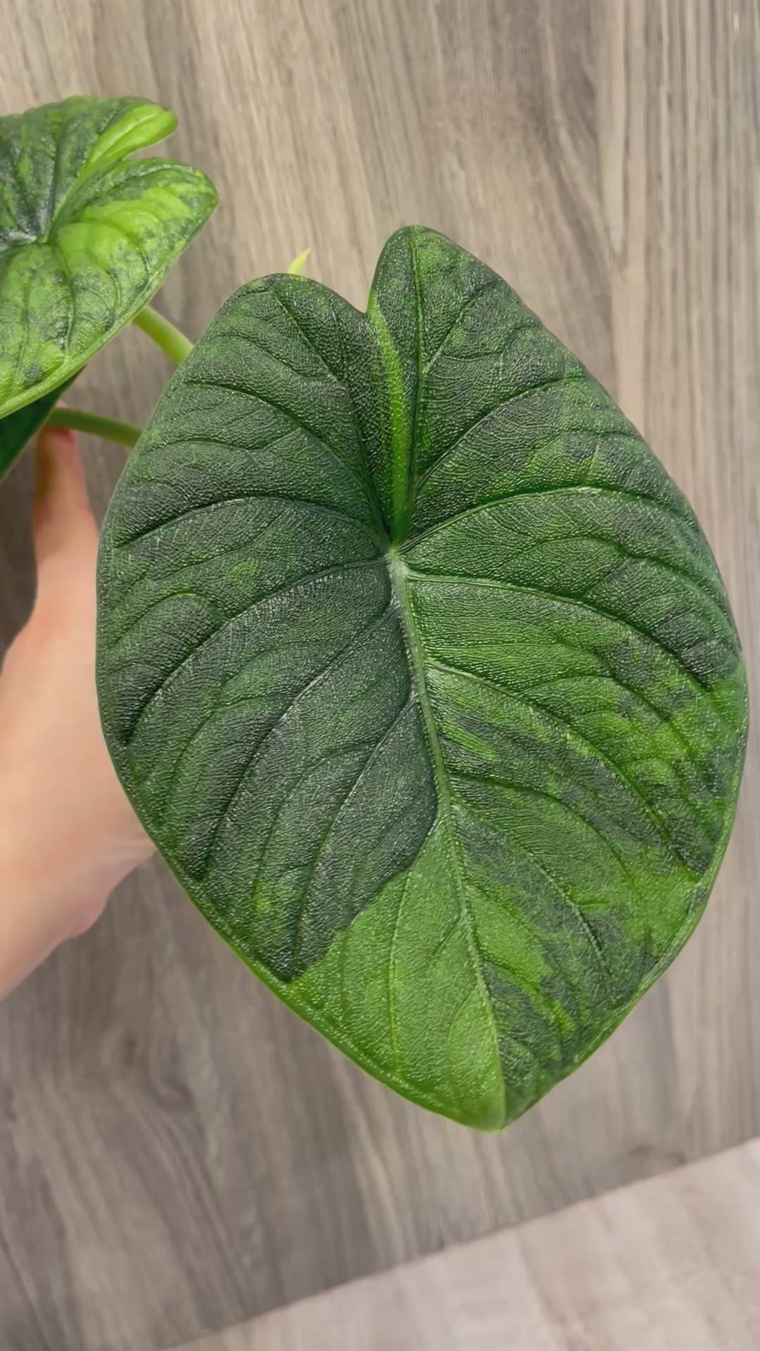 Alocasia Melo Green on Green