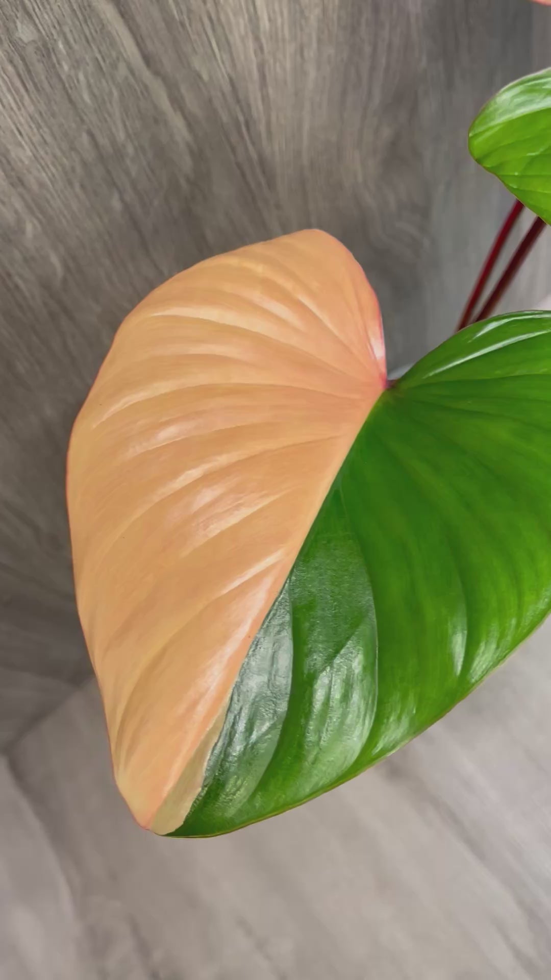 Homalomena Rubescens Variegated