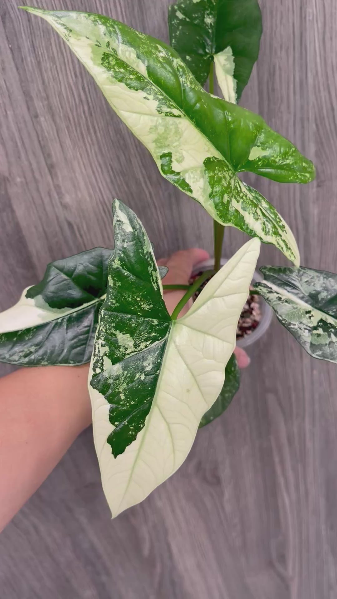Alocasia Simpo Albo