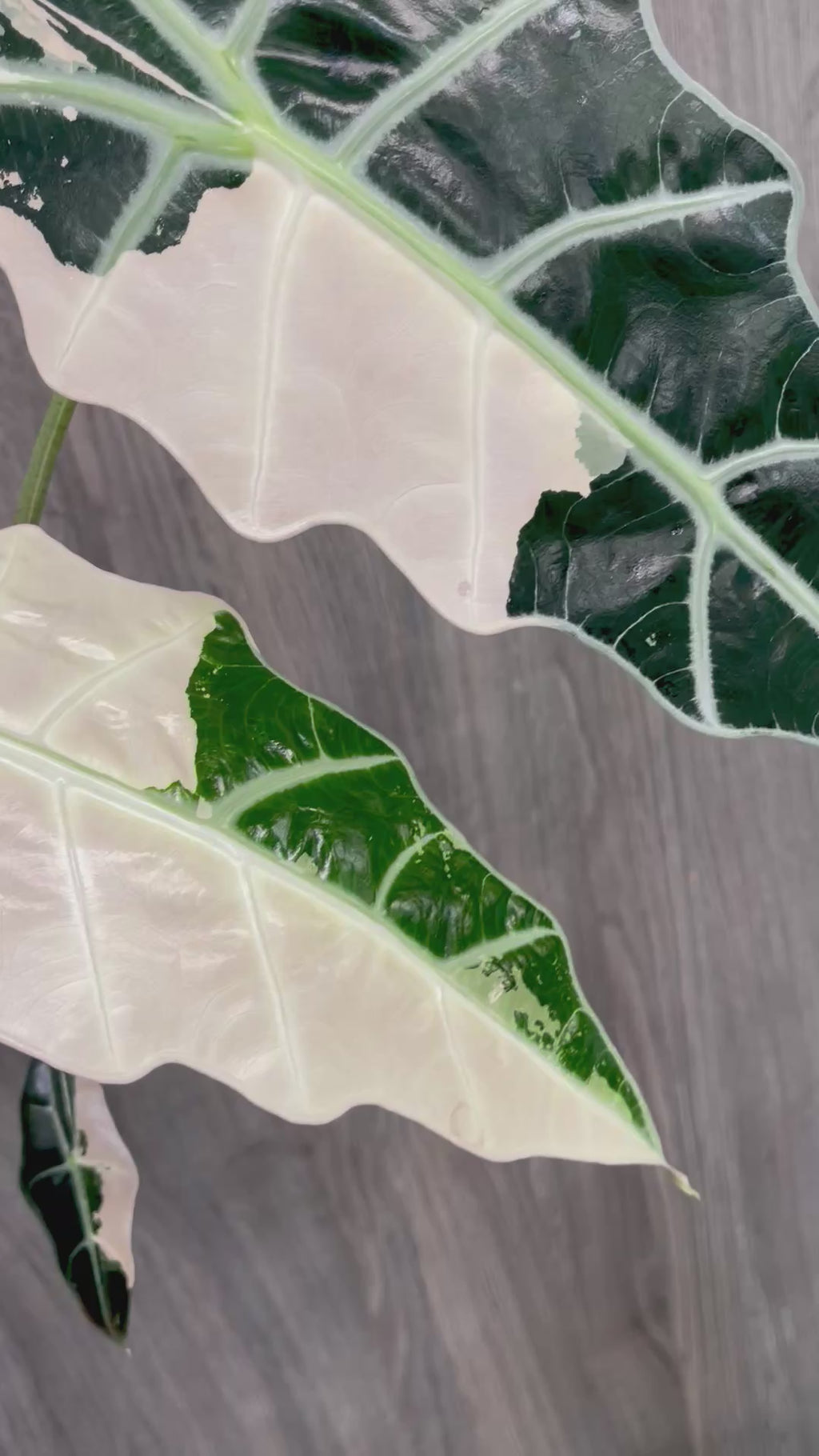 Alocasia Sanderiana Bull Pink B