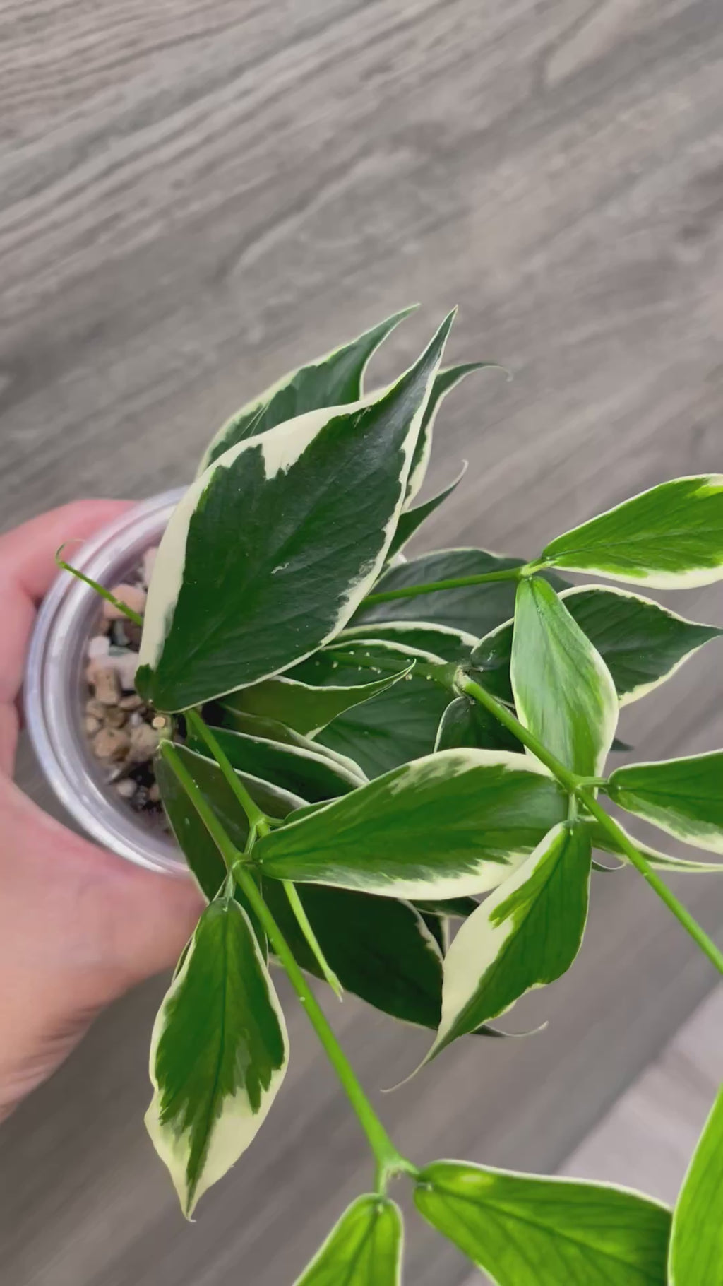 Hoya Polyneura Outer Variegated A