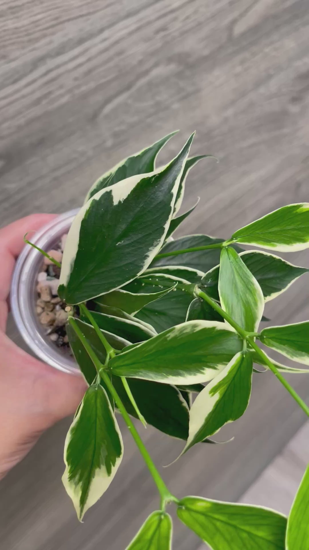 Hoya Polyneura Outer Variegated A