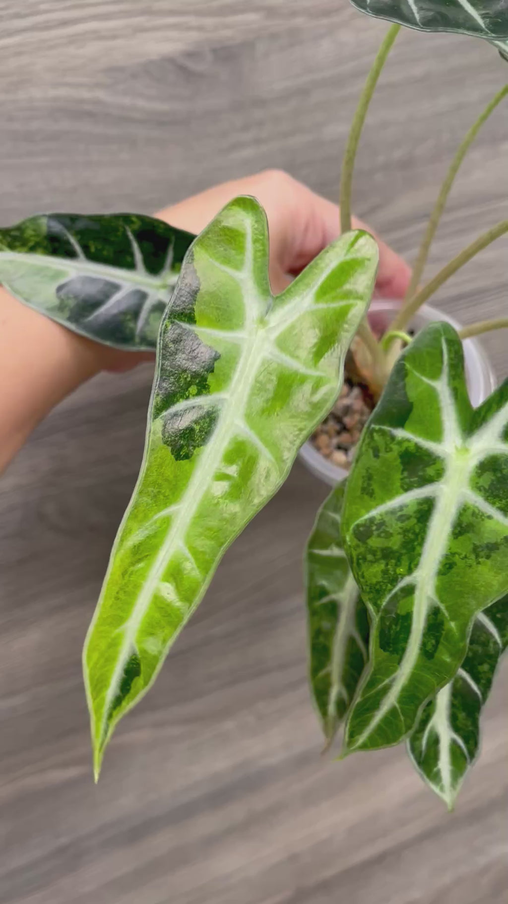 Alocasia Bambino Aurea (Indo)