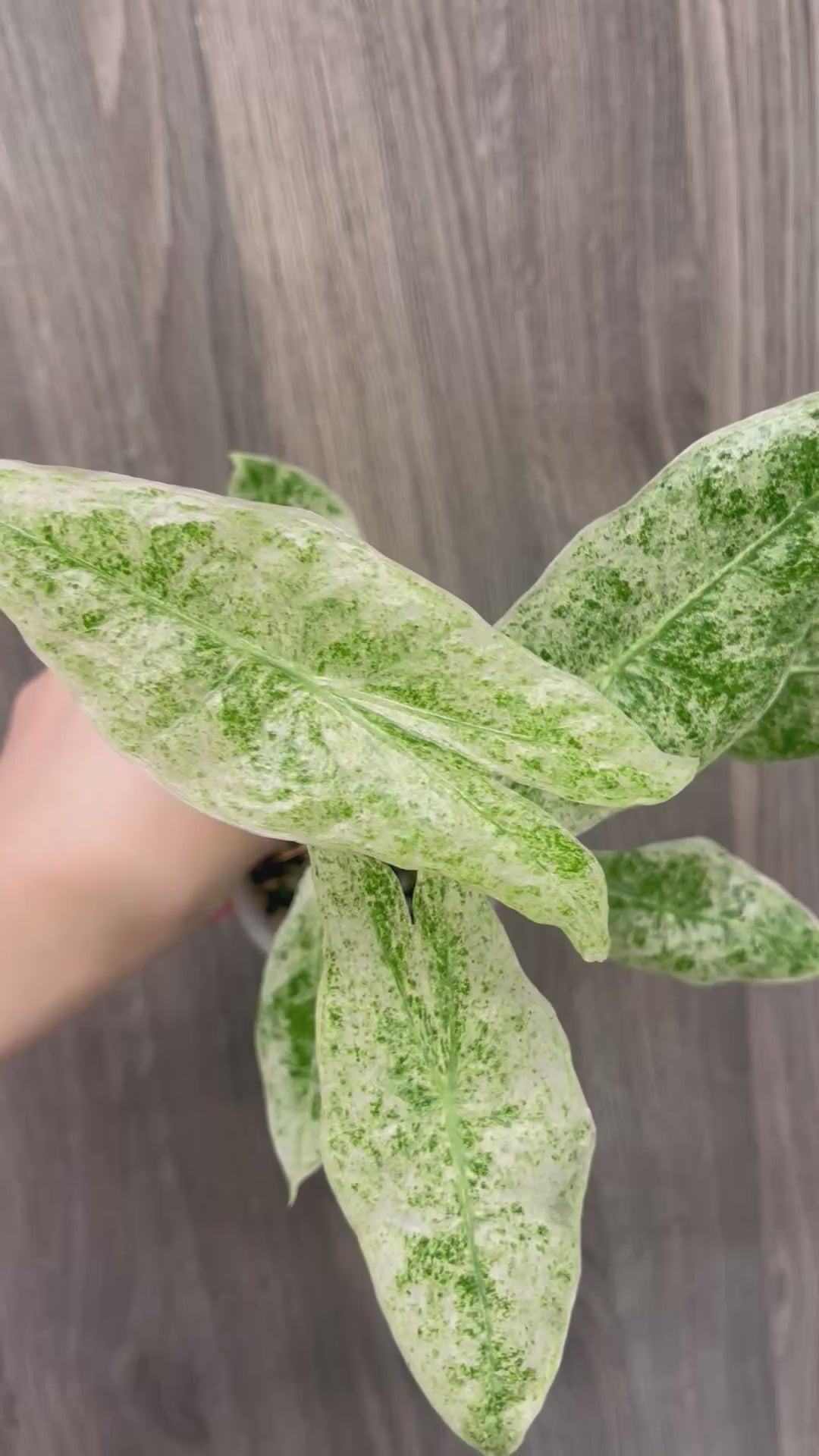Alocasia Longiloba Mint Marble