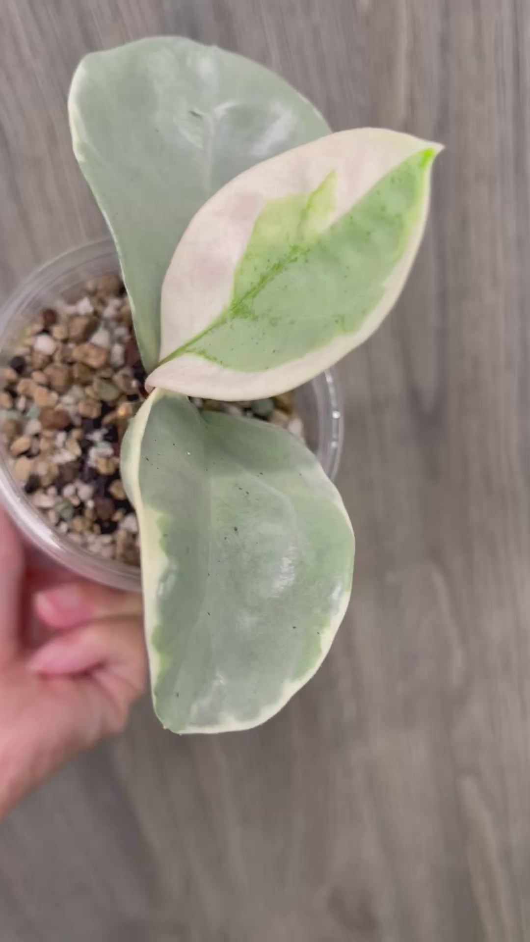 Hoya Argentea Picta C