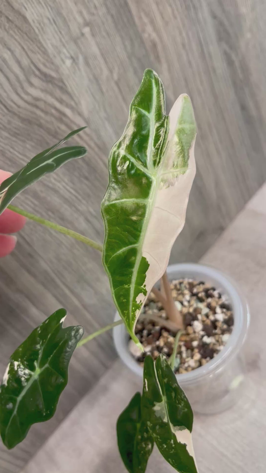 Alocasia Sanderiana Bull Pink B