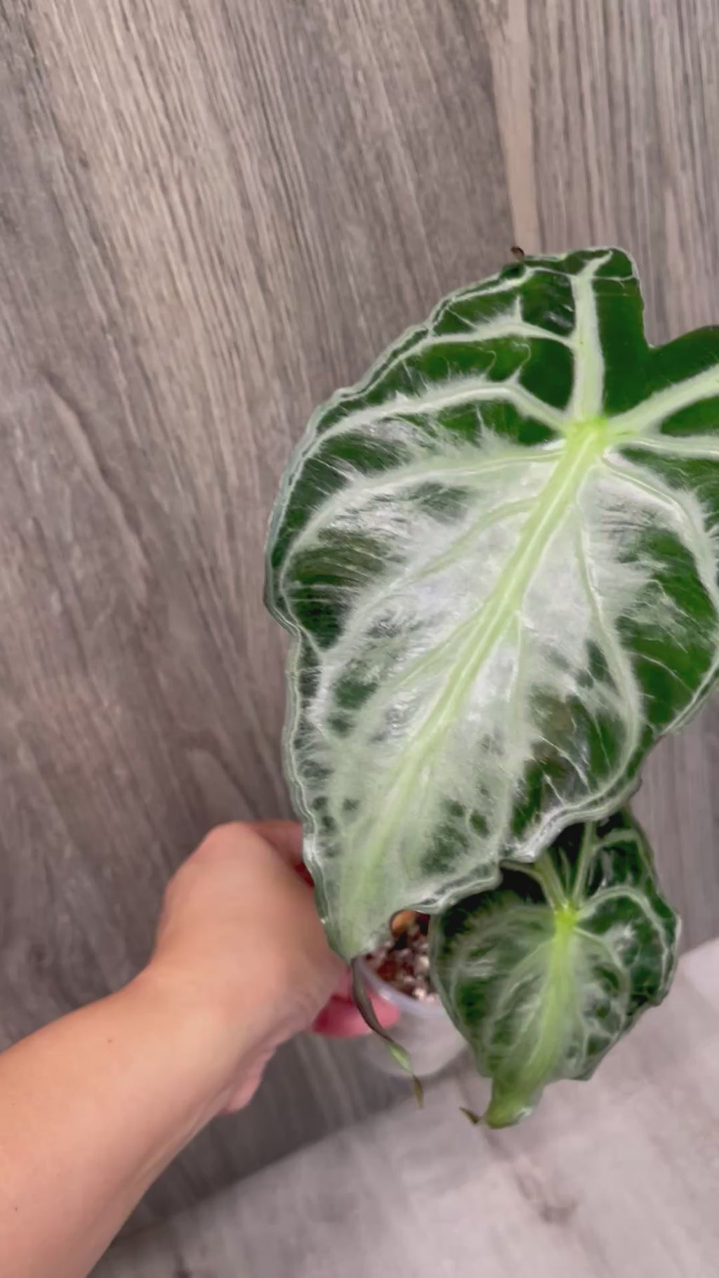 Alocasia Venom A